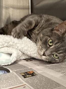 Silvia -  Domestic Short Hair Cat for Adoption in Bridgewater, New Jersey - Silvia | PetCurious