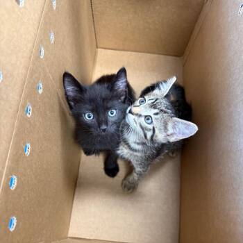 Domestic Short Hair Cats Available for Adoption in Port Richey, Florida - Jesse | PetCurious