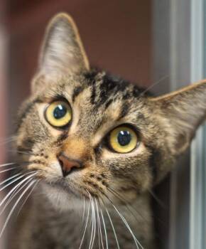 Gigglemug -  Domestic Short Hair Cat for Adoption in Encinitas, California - Gigglemug | PetCurious
