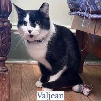 Domestic Short Hair Cats Available for Adoption - Valjean | PetCurious