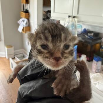 Onion in Stevensville, MD -  Domestic Short Hair Cat for Adoption - Onion In Stevensville, MD | PetCurious