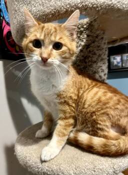 Domestic Short Hair Cats Available for Adoption - Monty | PetCurious