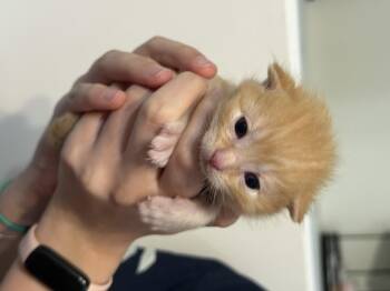 Domestic Short Hair Cats Available for Adoption in Fruit Heights, Utah - Hot Take | PetCurious