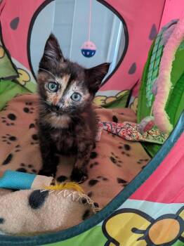 Cher -  Domestic Short Hair Cat for Adoption in Oceanside, California - Cher | PetCurious