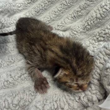 Saunders -  Domestic Short Hair Cat for Adoption in League City, Texas - Saunders | PetCurious