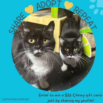 Rescue Domestic Medium Hair and Domestic Short Hair Cats for Adoption in Lakesite, Tennessee - BUNNIE & PIPPIN | PetCurious