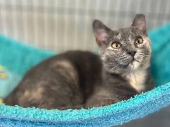 Rescue Domestic Short Hair Cats for Adoption in Baton Rouge, Louisiana - Gracy Lou Freebush | PetCurious