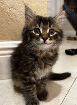 Domestic Long Hair Cats Available for Adoption in West Palm Beach, Florida - Penny / | PetCurious