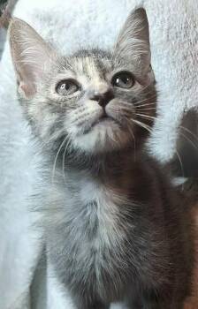 Peaches -  Domestic Medium Hair Cat for Adoption in Cleveland, Tennessee - Peaches | PetCurious