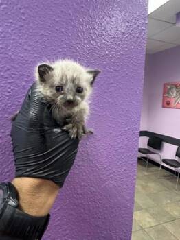 Domestic Short Hair Cats Available for Adoption in El Paso, Texas - 60778953 | PetCurious
