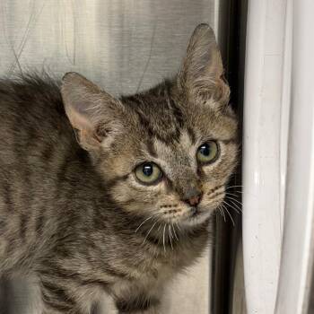 Rudy -  Domestic Short Hair Cat for Adoption in Marshall, Texas - Rudy | PetCurious