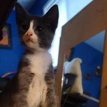 Sprite ~ C70160 -  Domestic Short Hair Cat for Adoption in Minnetonka, Minnesota - Sprite ~ C70160 | PetCurious