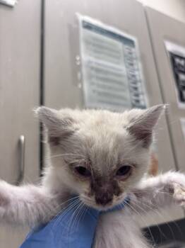 Rescue Domestic Short Hair Cats for Adoption in Las Vegas, Nevada - OLIVE | PetCurious