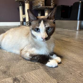 Cleopatra -  Ragdoll Cat for Adoption in San Tan Valley, Arizona - Cleopatra | PetCurious