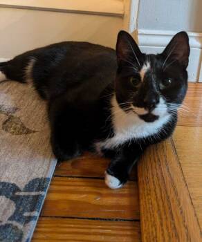 Rescue Domestic Short Hair Cats for Adoption in Mount Laurel Township, New Jersey - Carbon | PetCurious