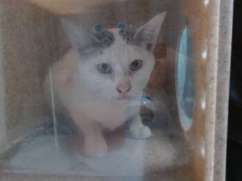 Domestic Short Hair Cats Available for Adoption in Albuquerque, New Mexico - KATIE | PetCurious