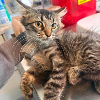 Mamaz -  Domestic Long Hair Cat for Adoption in Huntington, West Virginia - Mamaz | PetCurious