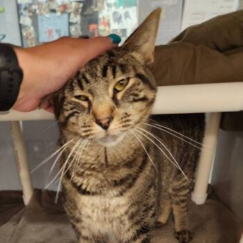 Rescue Domestic Short Hair Cats for Adoption in Walker, Michigan - Levi-Foster | PetCurious