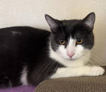 Domestic Short Hair Cats Available for Adoption - Leedon | PetCurious