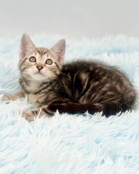 Patter -  Bengal Cat for Adoption in Covington, Louisiana - Patter | PetCurious