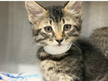 ANDROMEDA -  Domestic Short Hair Cat for Adoption in Tustin, California - ANDROMEDA | PetCurious