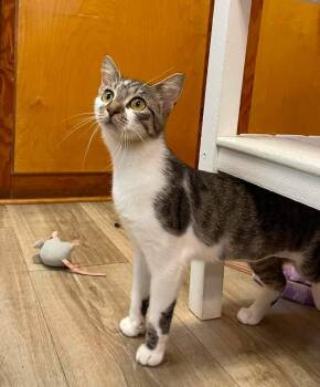 Scarlett -  Domestic Short Hair Cat for Adoption in Wilmington, North Carolina - Scarlett | PetCurious