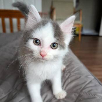 Domestic Long Hair Cats Available for Adoption in Lexington, Kentucky - Huckleberry | PetCurious