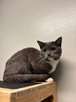Domestic Short Hair Cats Available for Adoption in Fort Collins, Colorado - Farfalle | PetCurious