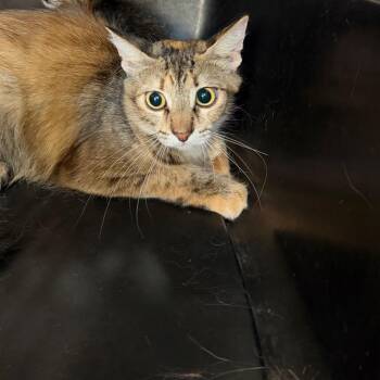 1251-C26 -  Domestic Medium Hair Cat for Adoption in Port Charlotte, Florida - 1251-C26 | PetCurious