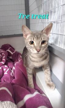 Tre (Treat) -  Domestic Short Hair Cat for Adoption in Diamond Springs, California - Tre (Treat) | PetCurious