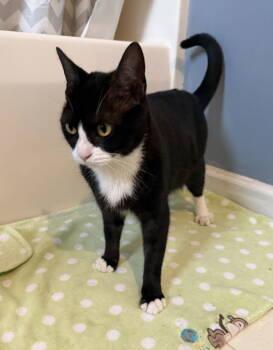 Rescue Tuxedo and Domestic Short Hair Cats for Adoption in Georgetown, Kentucky - Kendall | PetCurious