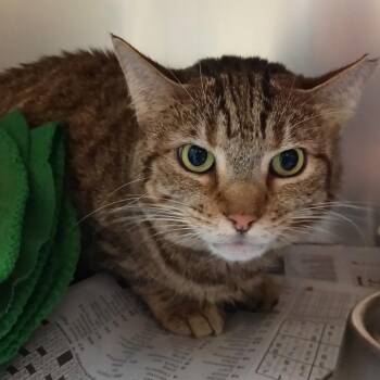 Hyde -  Domestic Medium Hair Cat for Adoption in Lake Jackson, Texas - Hyde | PetCurious