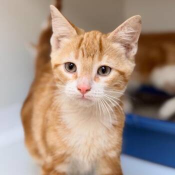 Domestic Short Hair Cats Available for Adoption in Champaign, Illinois - Big Fishy | PetCurious