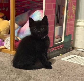 Brainy Smurf -  Domestic Short Hair Cat Available for Adoption in Parkville, Maryland - Brainy Smurf | PetCurious