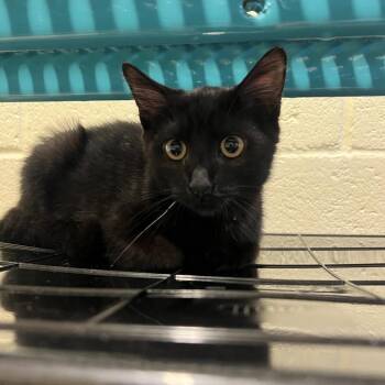 Stu -  Domestic Short Hair Cat for Adoption - Stu | PetCurious