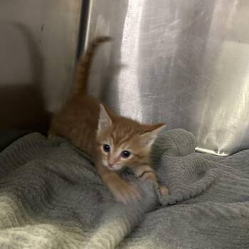 Cheddar* -  Domestic Short Hair Cat for Adoption in San Gabriel, California - Cheddar* | PetCurious