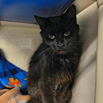 Marco -  Domestic Medium Hair Cat for Adoption in Saint Marys, Pennsylvania - Marco | PetCurious