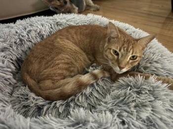 Kit Kat -  Domestic Short Hair Cat for Adoption in Largo, Florida - Kit Kat | PetCurious