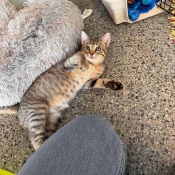 Toppy -  Domestic Short Hair Cat for Adoption in Mondovi, Wisconsin - Toppy | PetCurious