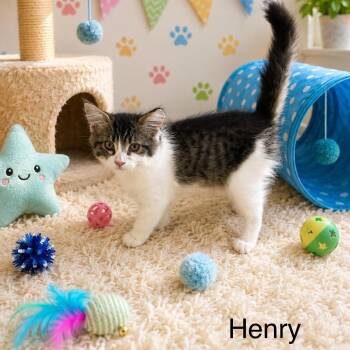 Henry -  Tabby Cat for Adoption in Wyandotte, Michigan - Henry | PetCurious