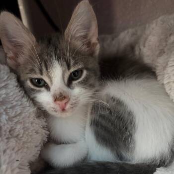 Dusty -  Domestic Short Hair Cat for Adoption in Pleasanton, California - Dusty | PetCurious