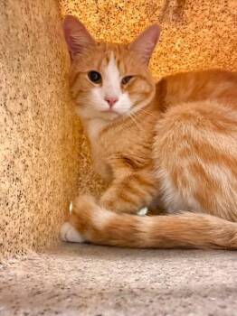 Tony -  Domestic Short Hair Cat for Adoption in Fruit Heights, Utah - Tony | PetCurious