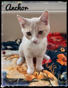 Rescue Domestic Short Hair Cats for Adoption in El Cajon, California - Anchor | PetCurious