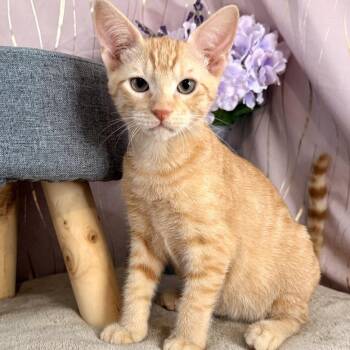 Carney -  Domestic Short Hair Cat for Adoption in Hattiesburg, Mississippi - Carney | PetCurious