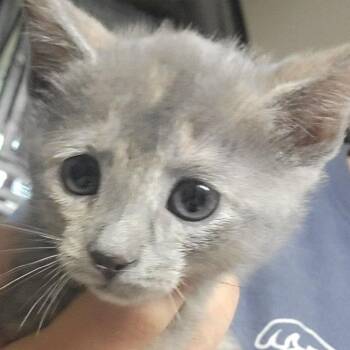 Domestic Short Hair Cats Available for Adoption - Tip | PetCurious