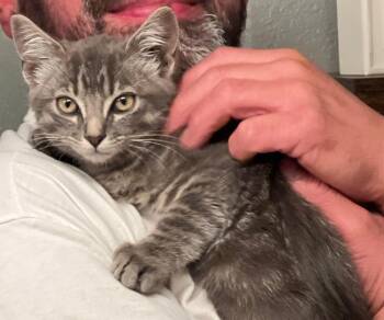 Charley -  Tabby Cat for Adoption in Redlands, California - Charley | PetCurious