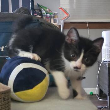 Gavriel -  Domestic Short Hair Cat for Adoption in Monroe, Michigan - Gavriel | PetCurious