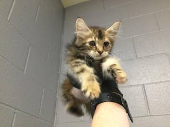 Domestic Medium Hair Cats Available for Adoption in Thousand Palms, California - A1918478 | PetCurious