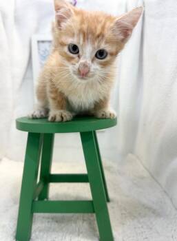 Paxton -  Domestic Short Hair Cat for Adoption in Winnsboro, South Carolina - Paxton | PetCurious