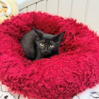 Jovi -  Domestic Short Hair Cat for Adoption in Long Beach, California - Jovi | PetCurious